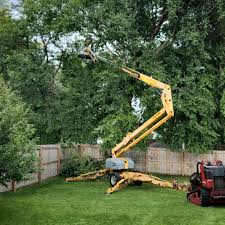 How Our Tree Care Process Works  in Oceana, WV