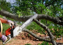 Oceana, WV Tree Services Company